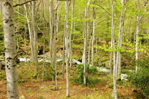 Trunks Gallery: High altitude Beech forest - in spring