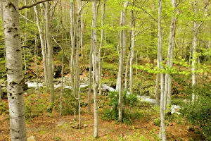 Beech Collection: High altitude Beech forest - in spring on the Col de Vizzavona; Corsica, France