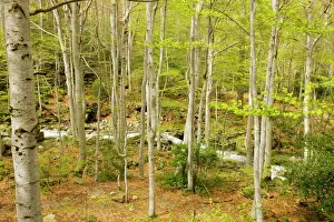 Mediterranean Prints: High altitude Beech forest - in spring on the Col de Vizzavona; Corsica, France