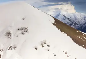 High altitude birch forest appearing from under the snow in the mountains around Gudauri in spring, in the Great Caucasus, Georgia