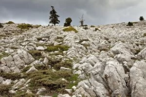 Images Dated 3rd May 2012: High altitude grazed limestone pavement