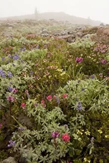 High altitude tundra with dwarf lupines, red heather, Magenta paintbrush etc. in the mist