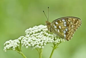 Images Dated 26th June 2008: High Brown Fritillary