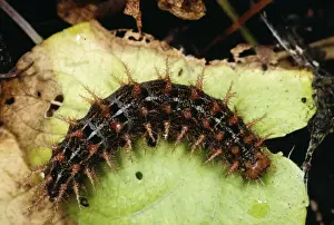 High Brown Fritillary Butterfly - Butterfly Larva