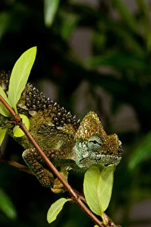 High-casque Chameleon, Trioceros hoehneli
