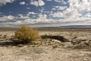 Tamarisk Prints: High desert in Utah, near Eureka. Basin and range. Invaded by tamarisk