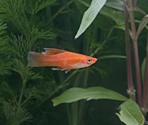 High fin swordtail - side view