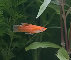 Sword Tail Prints: High fin swordtail – side view- tropical freshwater - variant 002585