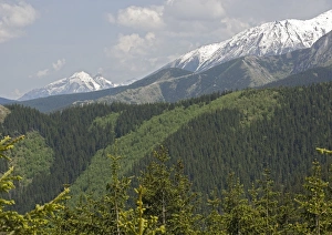 Images Dated 14th June 2005: High Tatra mountains, south of Zakopane. Tatra National Park Poland