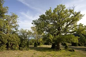 Images Dated 24th April 2011: High wood pasture with Downy Oak - Turkey Oak