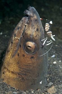 Highfin Snake Eel in hole with Holtuis Anemone