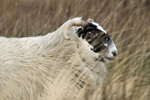 Images Dated 29th January 2008: Highland Blackface Sheep