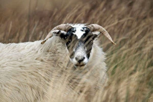 Scotland Collection: Highland Blackface Sheep Islay Scotland