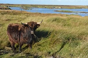 Highland Bullock, South Uist, Outer Hebrides