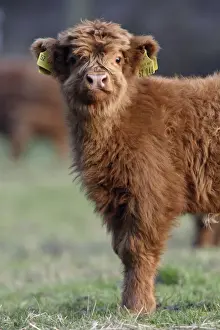 Highland Calf - On meadow, with registration tags in ears, looking inquisitive. Lower Saxony, Germany