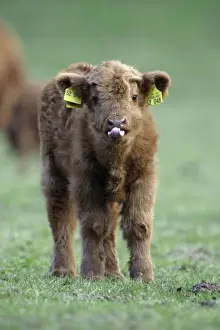 Highland Calf - On meadow, with registration tags in ears, sticking tongue out. Lower Saxony, Germany