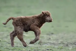 Highland Calf - Running across meadow. Lower Saxony. Gremany