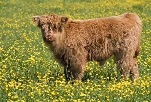 Images Dated 15th July 2009: Highland Cattle