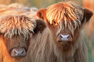 Images Dated 30th October 2007: Highland Cattle