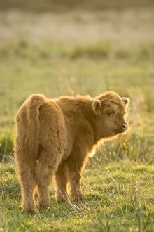 Images Dated 31st May 2007: Highland Cattle