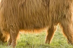 Images Dated 31st May 2007: Highland Cattle
