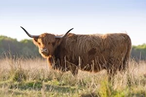 Images Dated 29th April 2007: Highland Cattle