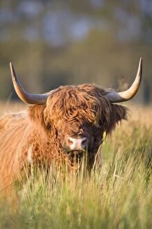 Images Dated 8th October 2007: Highland Cattle