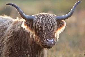 Images Dated 20th October 2007: Highland Cattle