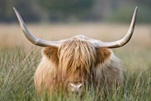Images Dated 20th October 2007: Highland Cattle