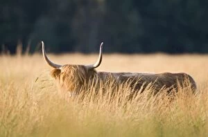 Images Dated 4th October 2007: Highland Cattle