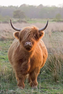 Agricultural Gallery: Highland Cattle