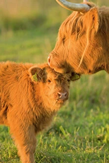 East Anglia Gallery: Highland Cattle - adult with young
