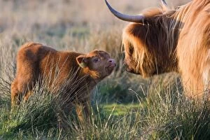 Images Dated 1st May 2007: Highland Cattle - adult with young - Norfolk grazing marsh - UK
