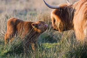 Images Dated 1st May 2007: Highland Cattle - adult with young - Norfolk grazing marsh - UK