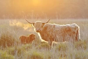 Images Dated 4th June 2007: Highland Cattle - adult with young - Norfolk grazing marsh - UK