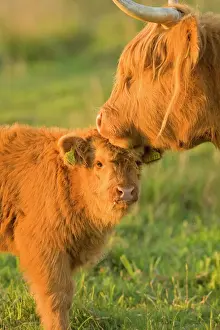 Cattle Prints: Highland Cattle - adult with young - Norfolk grazing marsh - UK