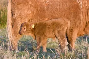 Highland Cattle - adult with young - Norfolk grazing marsh - UK
