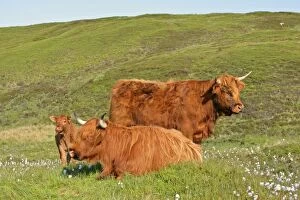 Highland cattle - two adults of which one is resting and one calf standing in moorland