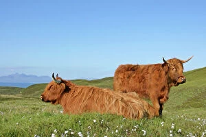 Moor Gallery: Highland Cattle - two adults with one resting on moorland with jagged peaks of the Cuillin mountains in background