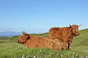 Cattle Prints: Highland Cattle two adults from which one is resting on moorland with jagged peaks of the Cuillin mountains