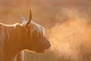 Images Dated 21st October 2007: Highland Cattle - breath visible - Norfolk grazing marsh - UK