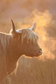 Images Dated 21st October 2007: Highland Cattle - breath visible - Norfolk grazing marsh - UK