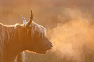 Breathing Prints: Highland Cattle - breath visible - Norfolk grazing marsh - UK