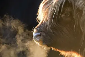 Breathing Prints: Highland Cattle - breath visible - Norfolk grazing marsh - UK