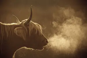 Highland Cattle - breath visible - Norfolk grazing marsh - UK