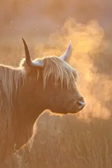 Highland Cattle - breath visible - Norfolk grazing marsh - UK