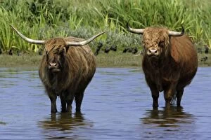 Highland Cattle - Bull and cow standing in lake to cool down in summer