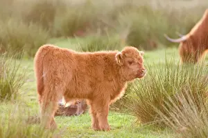 Cattle Prints: Highland Cattle Calf on grazing marsh Norfolk UK
