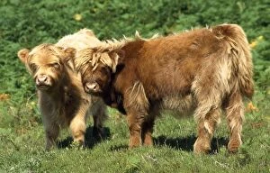 Images Dated 15th July 2009: Highland Cattle - two calves