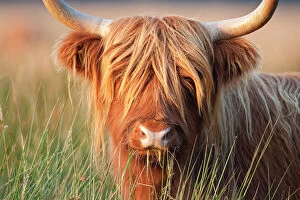 Agricultural Collection: Highland Cattle - chewing on grass - Norfolk grazing marsh - UK